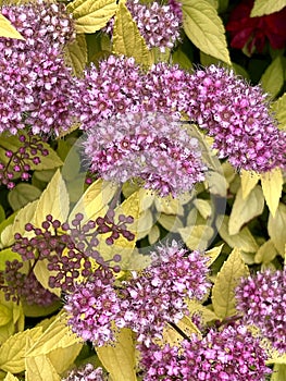 Gold Mound Japanese Spirea, Spiraea japonica 'Gold Mound'