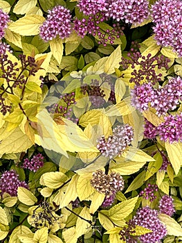 Gold Mound Japanese Spirea, Spiraea japonica 'Gold Mound'