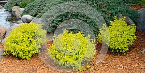 Gold Mound Spirea Landscaping Shrubs