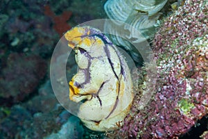 Gold mouth sea squirt Philippines