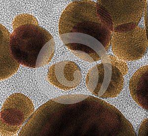 Gold nanoparticles generated by laser light in water