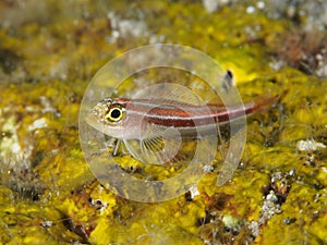 Gold Neon Pygmy Goby
