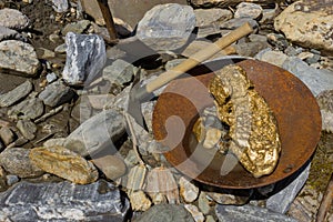 Gold Nugget mining from the River. gold suchen photo