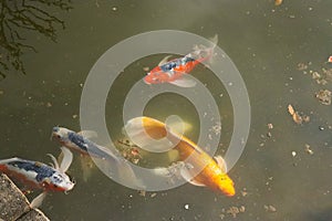 Gold and Orange Koi Fish in Pond