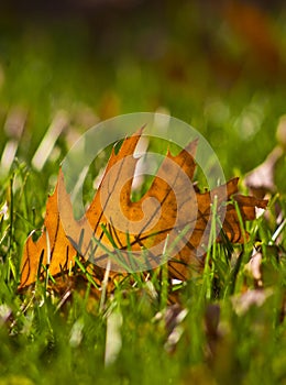 Gold Orange Oak leaf in grass