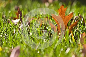 Gold Orange Oak leaf in grass