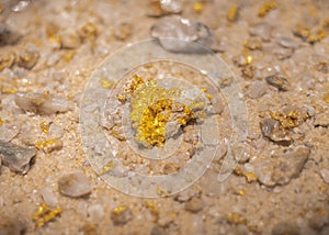 Gold ore rock sample on display at museum in Texas, shiny yellow flecks or veins of gold on the surface of rock, iron oxide copper