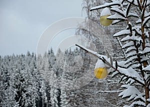 Gold ornaments on a snowy spruce tree. big balls in the background of spruce forest, for Christmas greetings. green coniferous twi