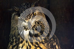 Gold owl on brown gold dark background. Wise owl bird gives advise. Owl background.