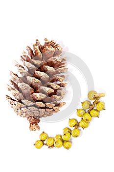 Gold painted pine cone Christmas decoration. Simple traditional