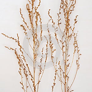 Gold painted plants on light background. Minimal trendy concept. Autumn still life trend color. Nature grass.