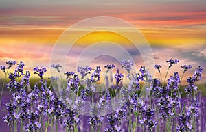 Lavander field flowers at sunset  meadow chamomile in the grass at field summer blue sky with fluffy white clou