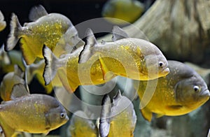 Gold Piranha Fish Swimming