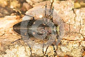 Gold pit oak splendour / Chrysobothris affinis photo