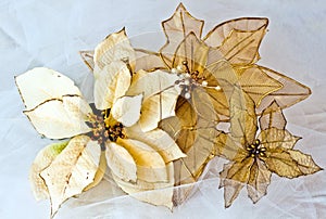 Gold Poinsettias photo