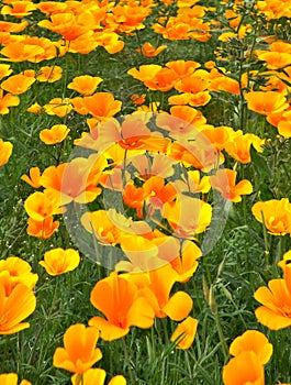 Gold Poppies