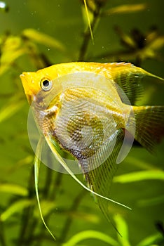 Gold Pterophyllum Scalare in aqarium water, yellow angelfish