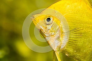 Gold Pterophyllum Scalare in aqarium water, yellow angelfish. detailed closeup