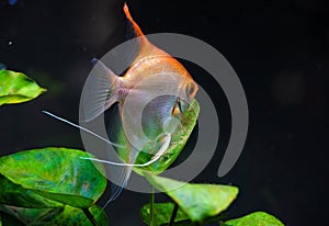 Gold Pterophyllum Scalare guarding eggs. Roe on the leaf