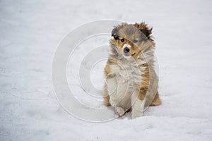 Gold puppy in the snow