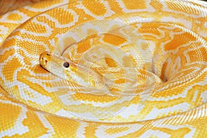 Gold python