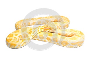 Gold Python,Abino snake