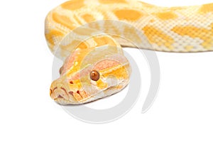Gold Python,Abino snake