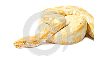 Gold Python,Abino snake