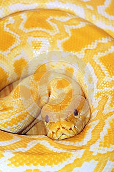 Gold python