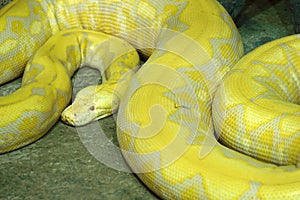Gold python