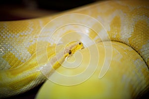 Gold Python : Closeup