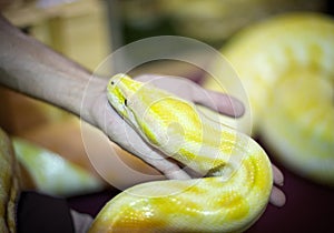 Gold Python,Reticulated python Python reticulatus
