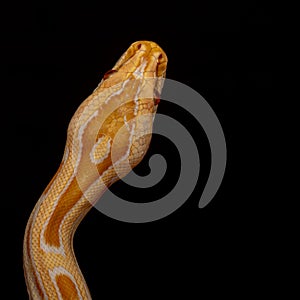 Gold Python, Reticulated python Python reticulatus