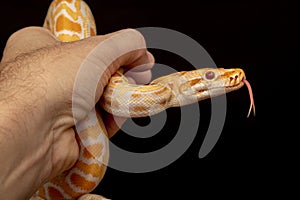 Gold Python, Reticulated python Python reticulatus