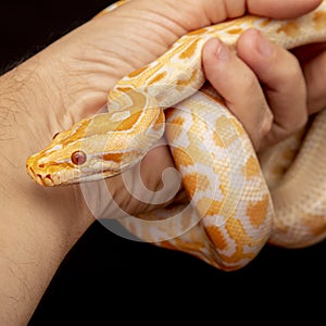 Gold Python, Reticulated python Python reticulatus