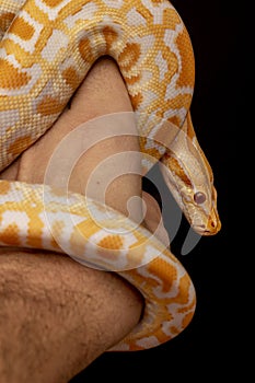 Gold Python, Reticulated python Python reticulatus
