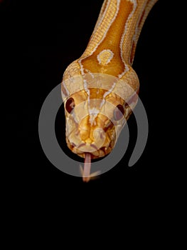 Gold Python, Reticulated python Python reticulatus