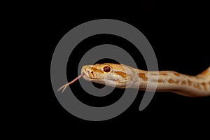 Gold Python, Reticulated python Python reticulatus