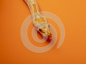 Gold Python, Reticulated python Python reticulatus