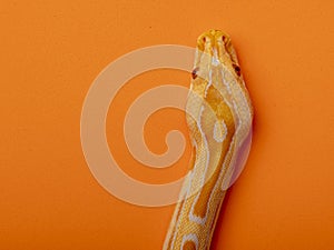 Gold Python, Reticulated python Python reticulatus