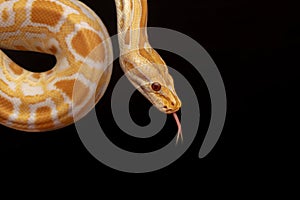 Gold Python, Reticulated python Python reticulatus