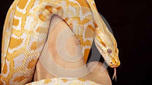 Gold Python, Reticulated python Python reticulatus