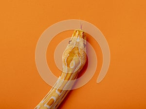 Gold Python, Reticulated python Python reticulatus