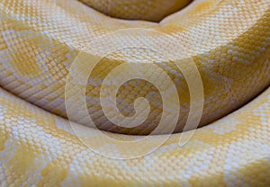 Gold Python,Reticulated python skin.