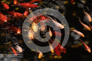 Gold and red fishes in pond with water circles