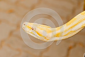 Gold Reticulated Python or Boa.
