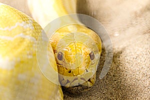 Gold Reticulated Python or Boa in nature.
