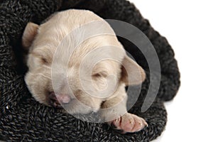 Gold retriver dog (baby)