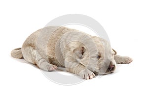 Gold retriver dog (baby)