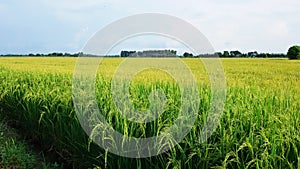 gold rice field with two tone